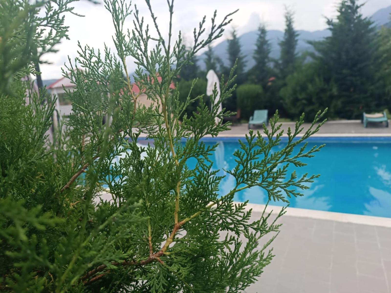 Gabala Bliss Inn Hotel And Restaurant 外观 照片